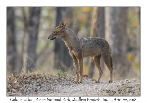 Golden Jackal