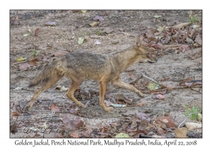 Golden Jackal