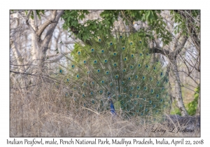 Indian Peafowl