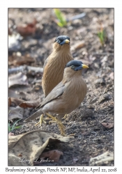 Brahminy Starlings