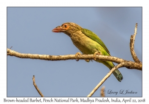 Brown-headed Barbet