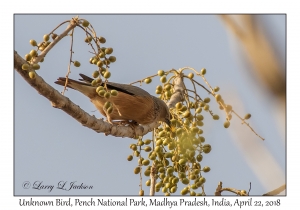 Unknown Bird