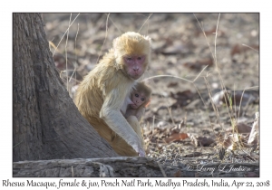 Rhesus Macaque