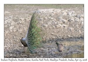 Indian Peafowl