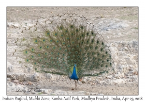 Indian Peafowl