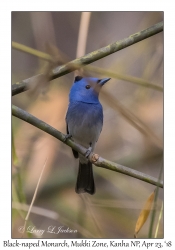 Black-naped Monarch