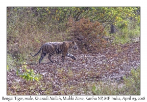 Bengal Tiger