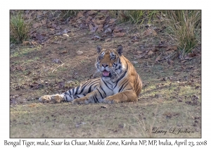 Bengal Tiger