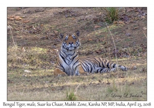 Bengal Tiger