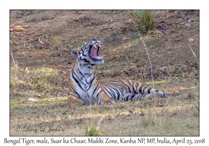 Bengal Tiger