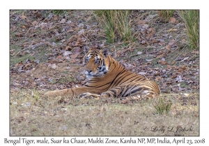 Bengal Tiger