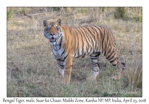 Bengal Tiger