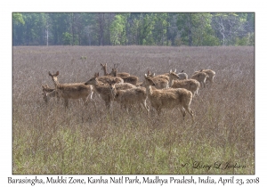 Barasingha