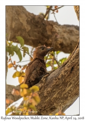 Rufous Woodpecker