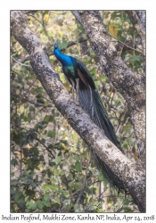 Indian Peafowl