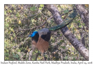 Indian Peafowl