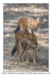 Dhole