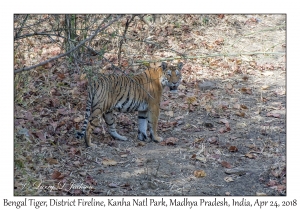 Bengal Tiger