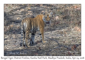 Bengal Tiger