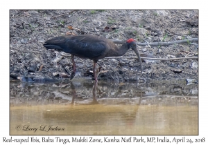 Red-naped Ibis