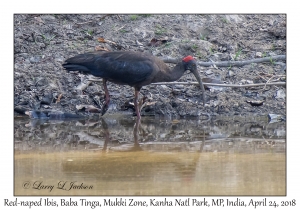 Red-naped Ibis