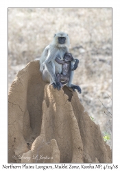 Northern Plains Langurs