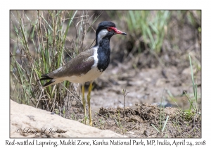 Red-wattled Lapwing