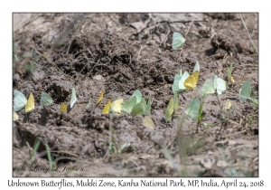 Unknown Butterflies