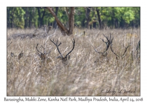 Barasingha