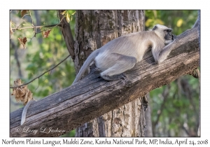 Northern Plains Langur