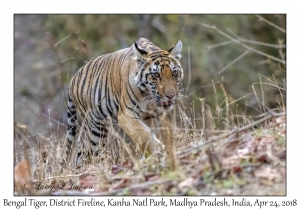 Bengal Tiger