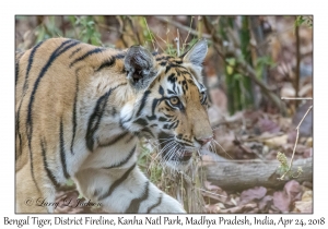 Bengal Tiger