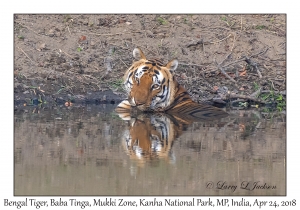 Bengal Tiger