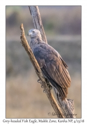 Grey-headed Fish Eagle