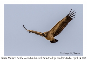 Indian Vulture