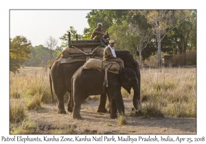 Patrol Elephants