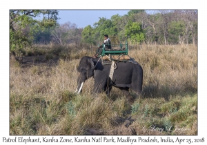 Patrol Elephant