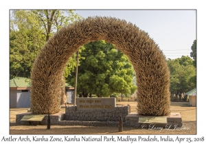 Antler Arch