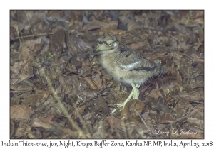 Indian Thick-knee