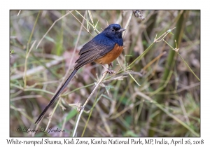 White-rumped Shama