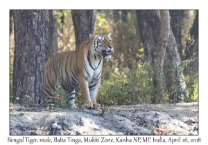 Bengal Tiger