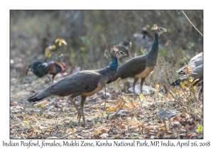 Indian Peafowl