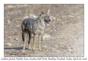 Golden Jackal