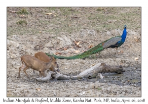 Indian Muntjak & Peafowl