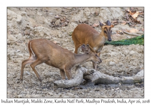Indian Muntjak