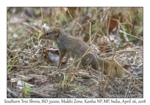 Southern Tree Shrew