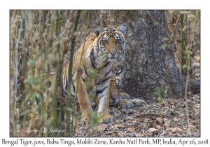 Bengal Tigers