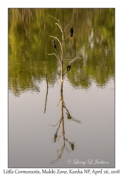 Little Cormorants