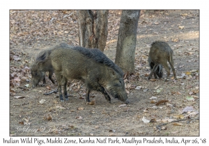 Indian Wild Pigs