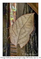 Orange Oakleaf